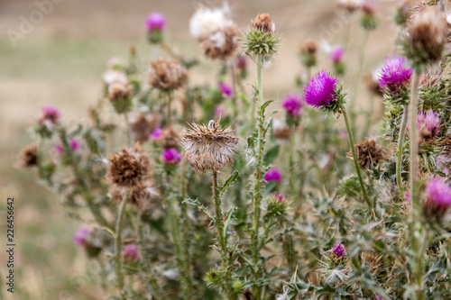 Herbaceous plants  Milk Thistle   Silybum Marianum . Field with power marian  milk thistle   medical plants. Dry mature head  dried mature flowers with seeds. Blessed Thistle Flower