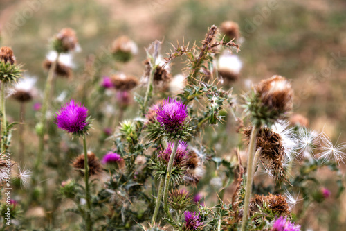 Herbaceous plants "Milk Thistle" (Silybum Marianum). Field with power marian (milk thistle), medical plants. Dry mature head, dried mature flowers with seeds. Blessed Thistle Flower
