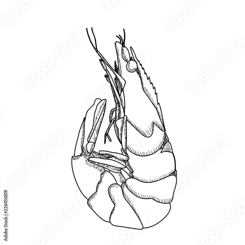 white background, shrimp sketch, outline