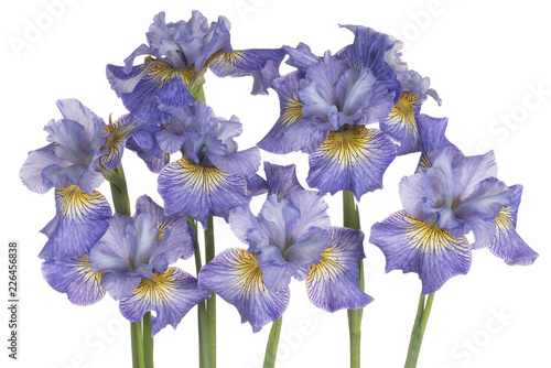 Fototapeta Naklejka Na Ścianę i Meble -  iris flower isolated