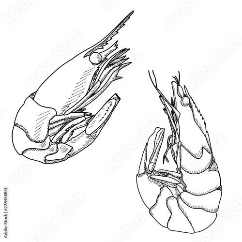 vector, white background, sketch of shrimp, food