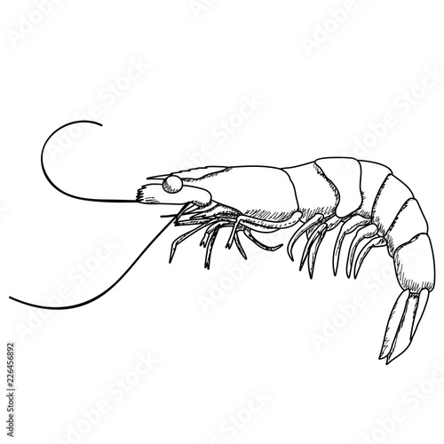 white background, shrimp sketch, outline