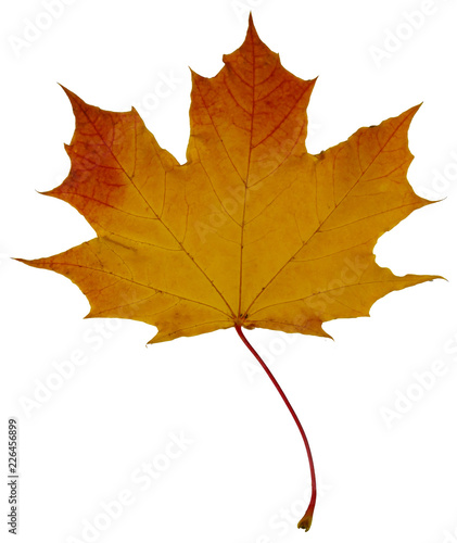 yellow-red maple leaf. isolate