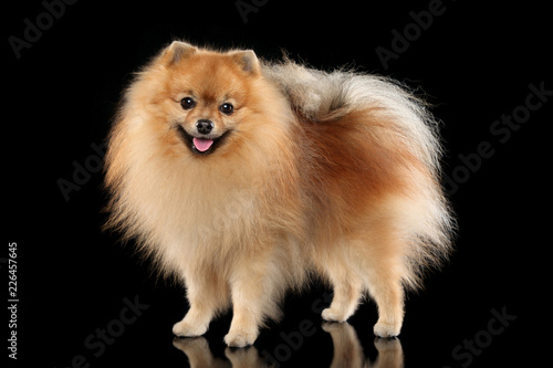 Cute Pomeranian Spitz dog © VitCOM