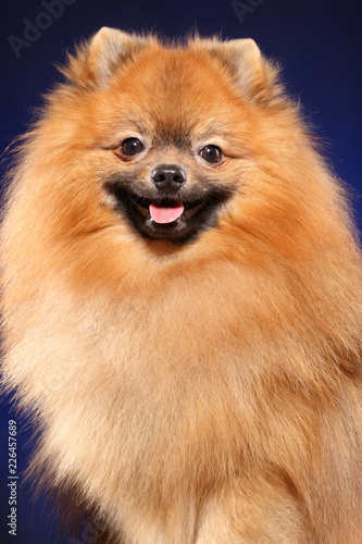 Close-up of Pomeranian Spitz dog