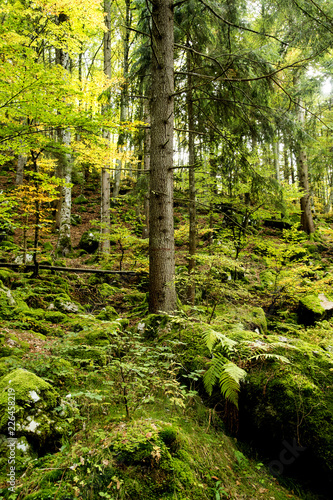 Foresta e muschio