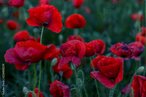 Flowers Red poppies blossom on wild field. Beautiful field red poppies with selective focus. Red poppies in soft light. Opium poppy. Glade of red poppies. Toning. Creative processing in dark low key