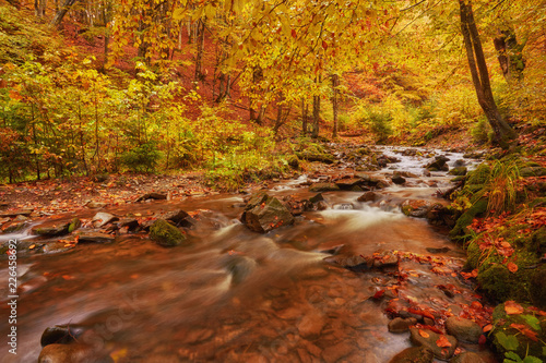 autumn stream in the forest  gold autumn European landscape