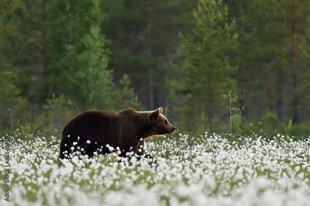 Fototapeta premium brown bear in summer scenery