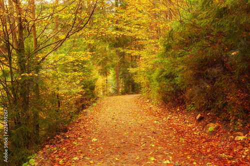 Pathway through the autumn forest