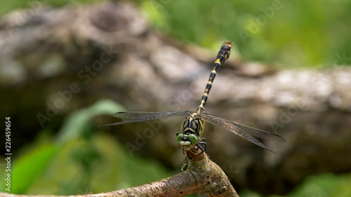 Small pincertail (Onychogomphus forcipatus) sunbathing photo