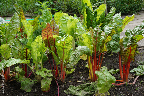 mangold plant on the small farm photo