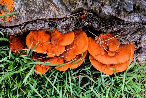 Konstfotografi Orange mushroom growth on wood, Pycnoporus cinnabarinus, also known as the cinna