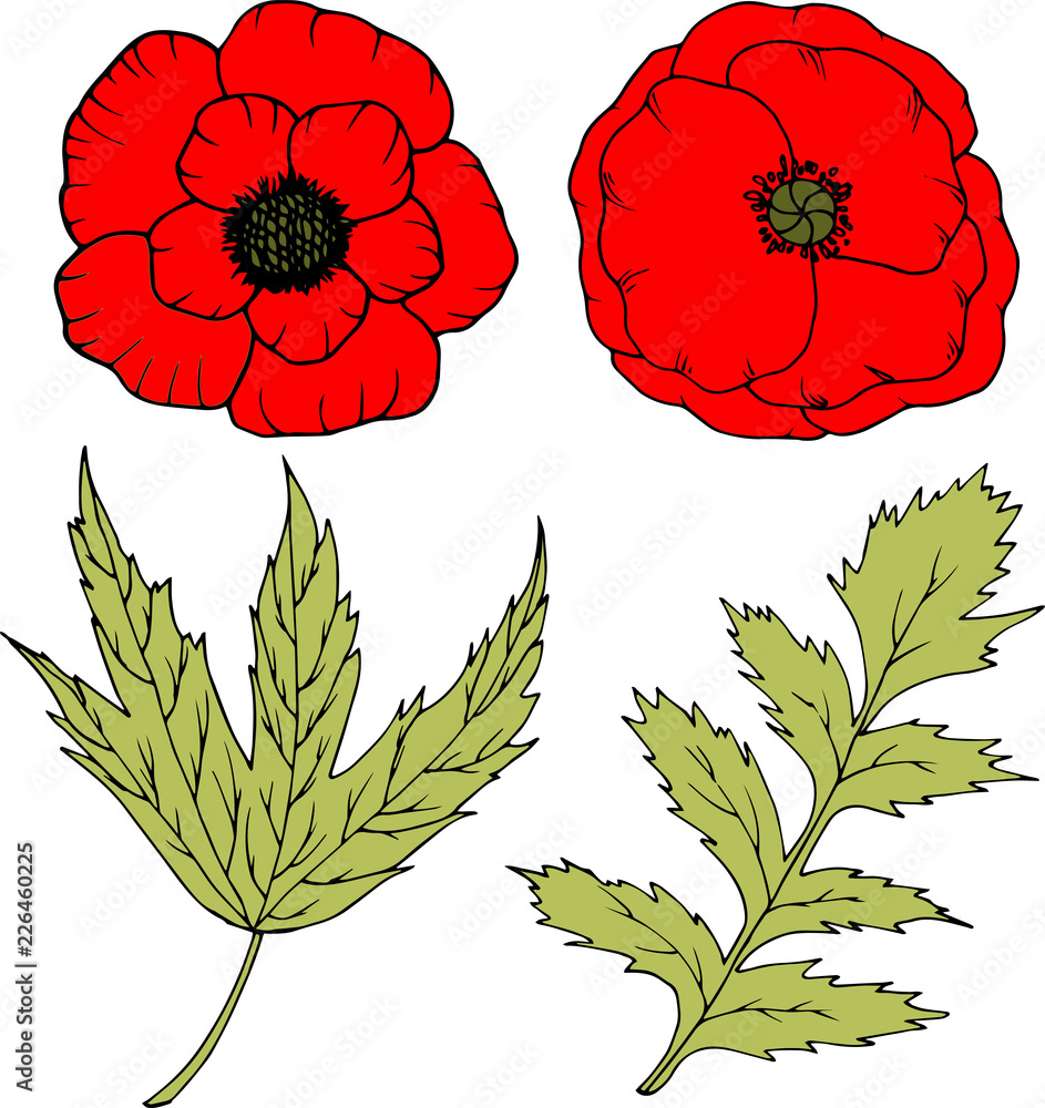 Poppy design. hand drawn illustration. Hand drawn floral wedding invitation, label template, anniversary card. Poppy design. hand drawn illustration. Hand drawn floral wedding invitation, label template, anniversary card.