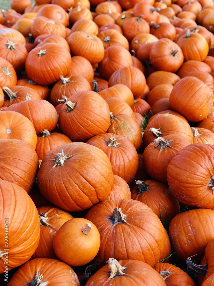 Huge pile of round, bright orange pumpkins for Halloween and Thanksgiving holidays. Huge pile of round, bright orange pumpkins for Halloween and Thanksgiving holidays.