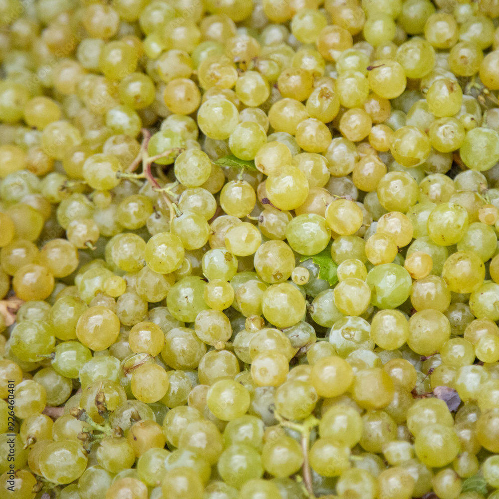 Isolated, close up view of harvested wine grapes Isolated, close up view of harvested wine grapes