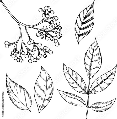 Eldeberry illustration in cartoon style. Great for tea packaging, label, icon, greeting cards, decor