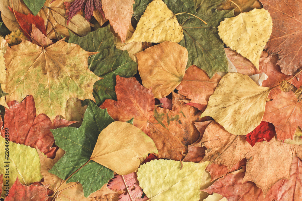 Beautiful colorful autumn leaves background 