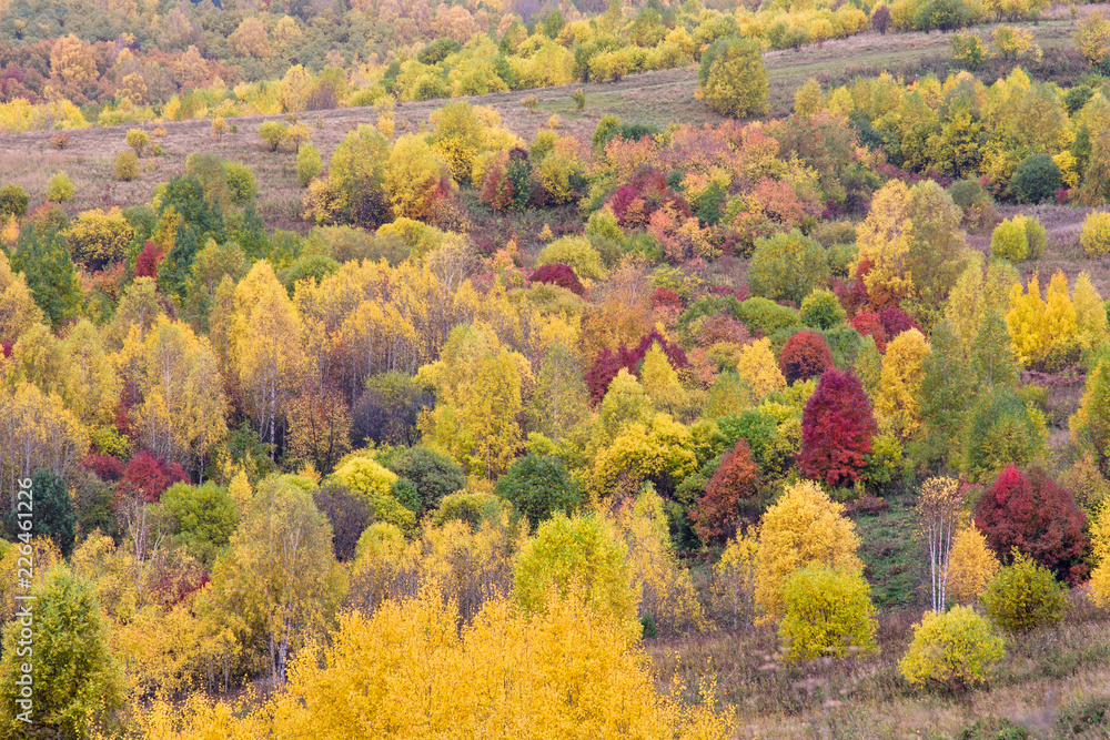 Autumn landscape, autumn forest.