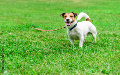 Jack Russell Terrier dog tethered with long line pet training lead