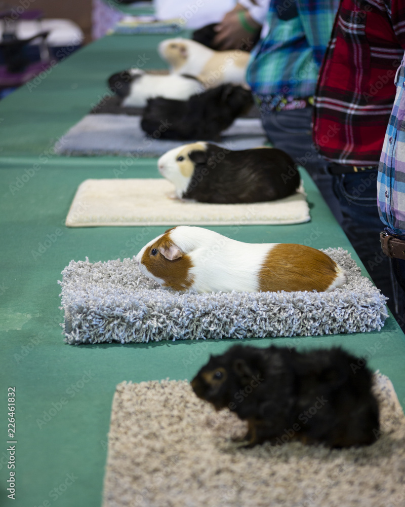 Row of guinea pigs lined up for judging at state fair competition Stock ...