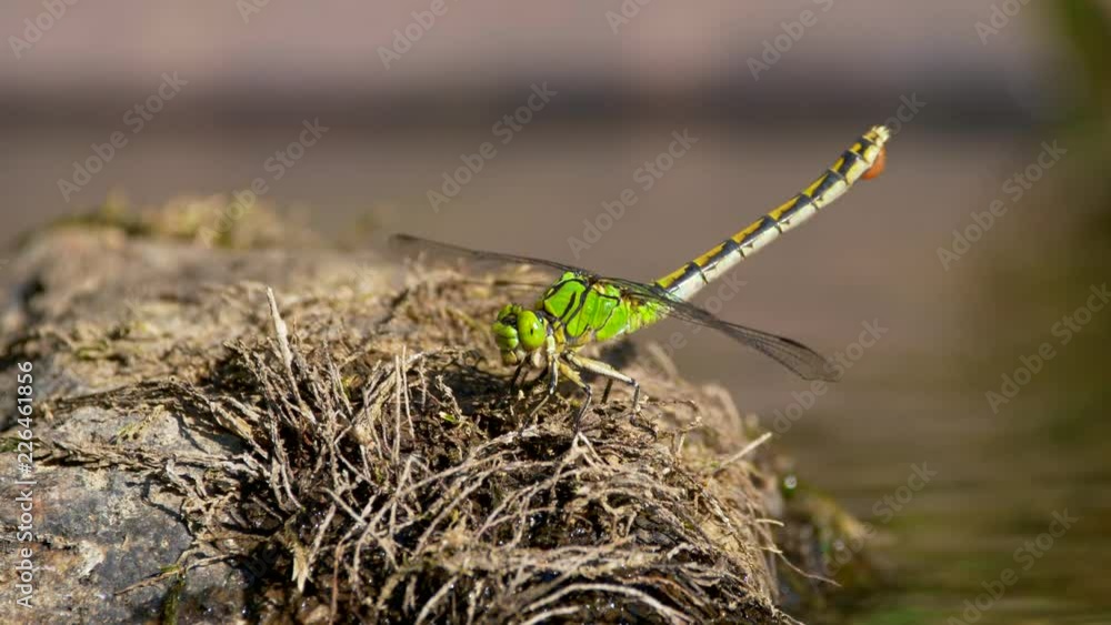 Green snaketail (Ophiogomphus cecilia) perching on rock Green snaketail (Ophiogomphus cecilia) perching on rock