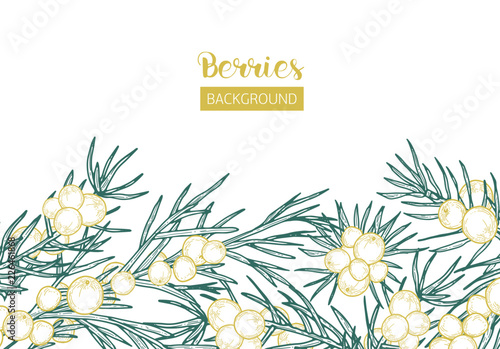 Elegant background with juniper sprigs and berries hand drawn with contour lines on white background
