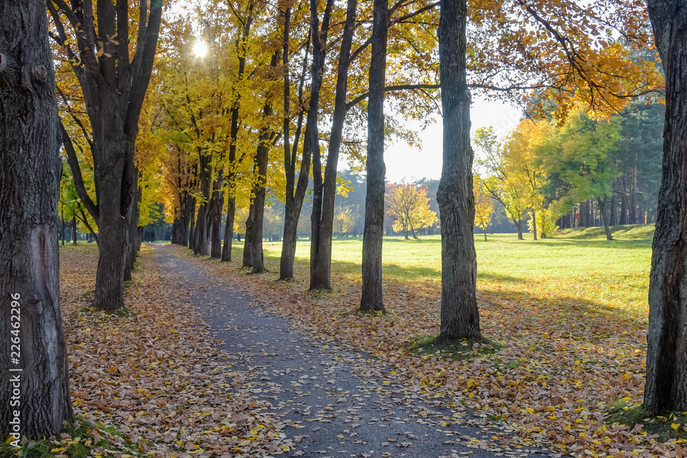 Autumn landscape. Autumn Park.