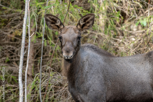 Young moose calf in the forest
