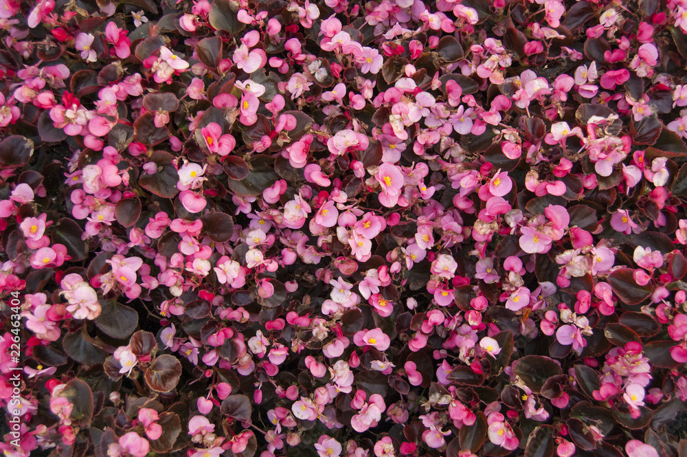 flower bed with pink begonia flowers