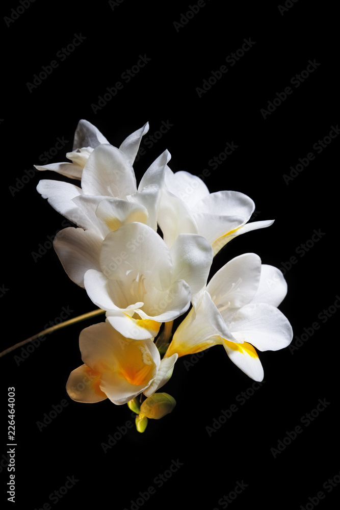 Fototapeta premium Closeup of white and yellow freesia flowers