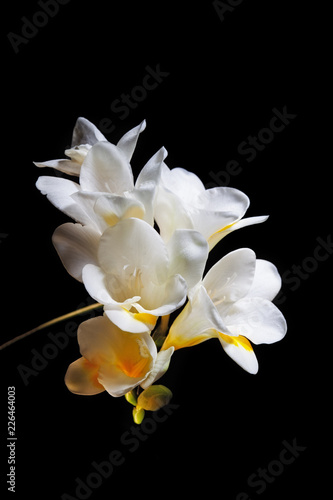 Closeup of white and yellow freesia flowers