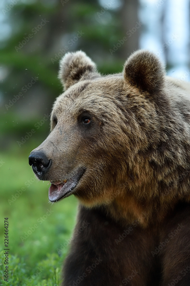 brown bear face