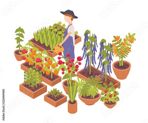 Male farmer watering vegetables and flowers growing planters isolated on white background. Eco friendly farming, crops cultivation, organic gardening. Colorful isometric vector illustration.