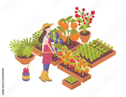 Female gardener or farmer watering crops growing in boxes or planters isolated on white background