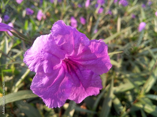 The landscape of fresh flowers in autumn