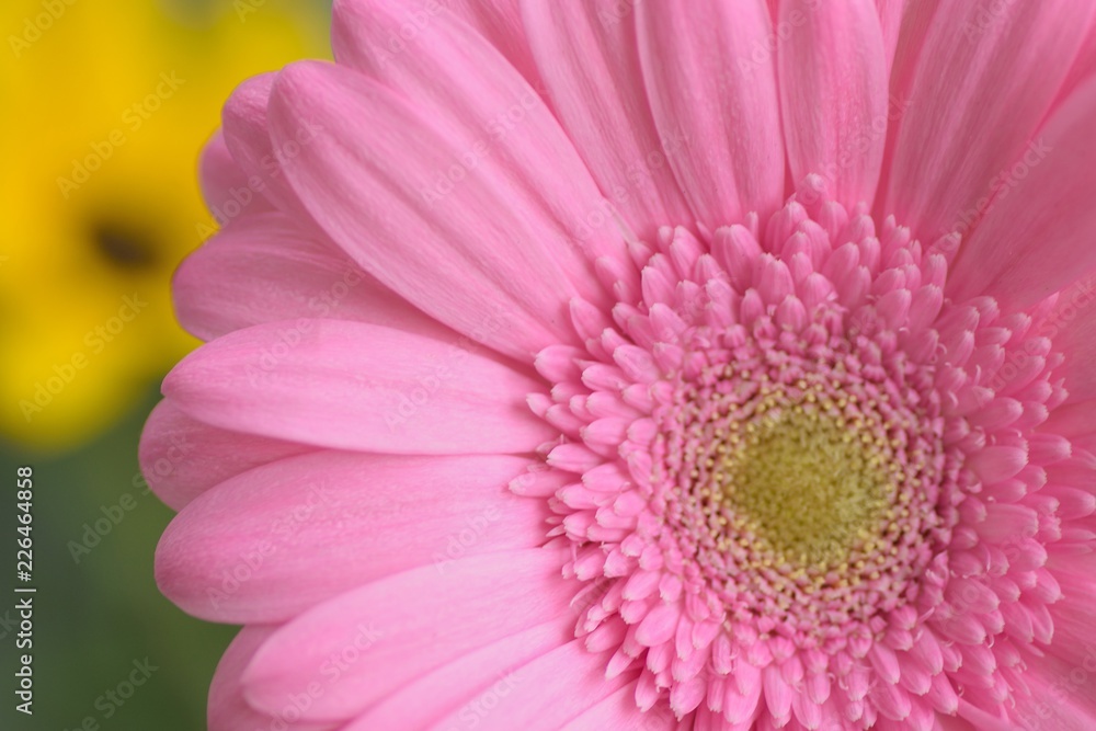 Macro texture of pink Daisy flowers in summer garden Macro texture of pink Daisy flowers in summer garden