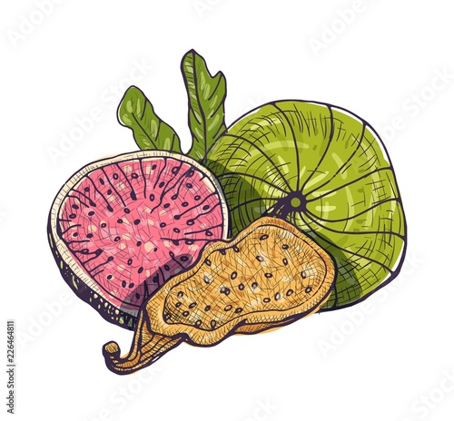 Beautiful drawing of delicious fresh and dried fig isolated on white background