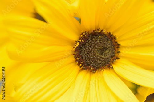 Macro details of yellow Margarete Daisy flowers in summer garden