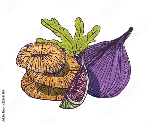 Elegant detailed natural drawing of delicious fig isolated on white background