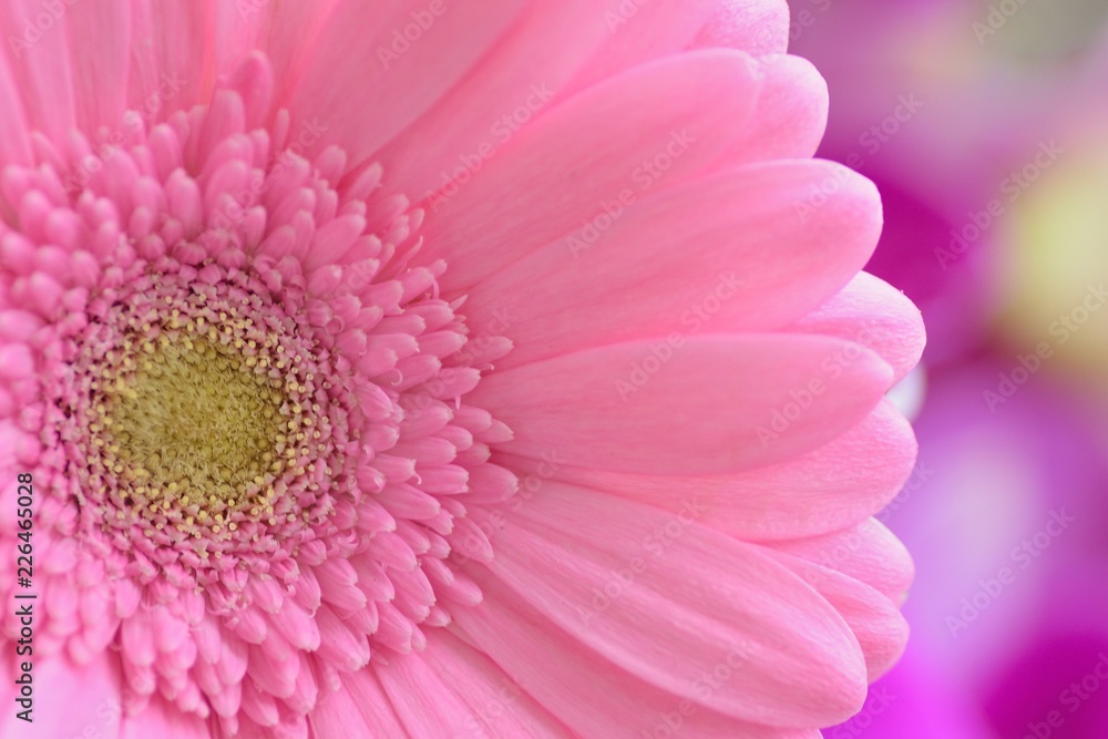 Macro texture of pink Daisy flowers in summer garden Macro texture of pink Daisy flowers in summer garden