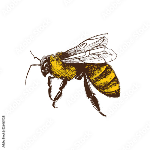 Slika na platnu Hand drawn honeybee in sketch style  isolated on white background