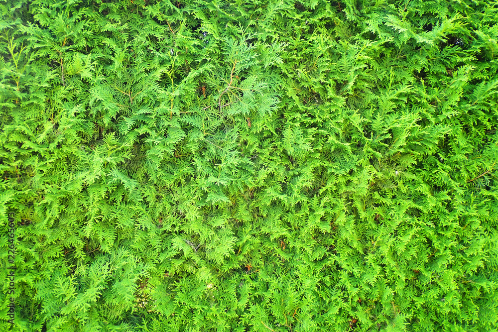 very nice green tree texture very nice green tree texture