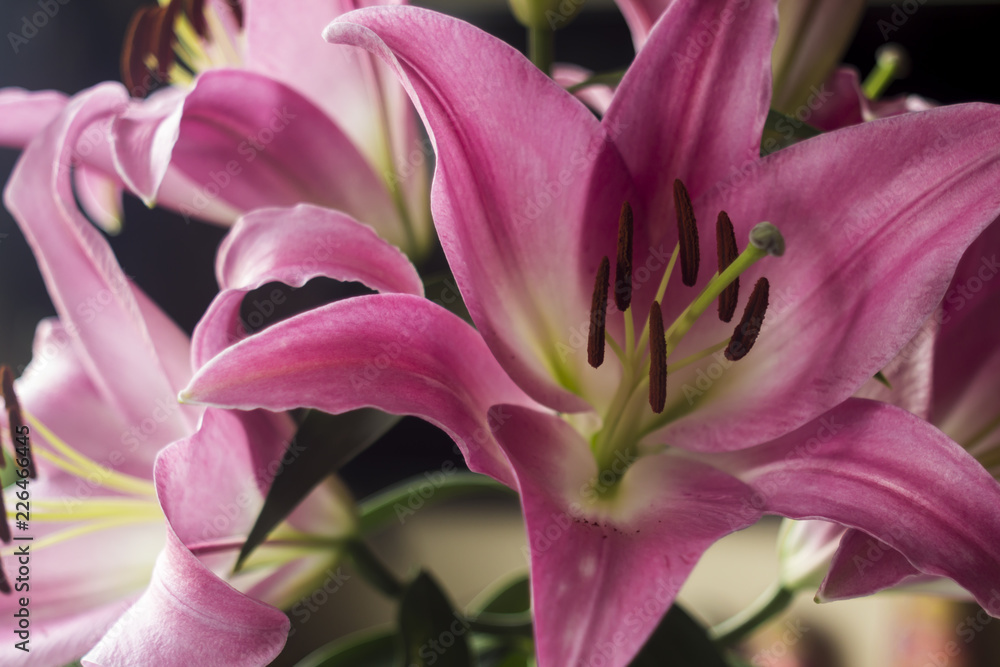 Blooming pink lily flowers. Close-up.Petals of pink color, brown stamens and green pistil.Background for a site about flowers,nature,art and bouquets.