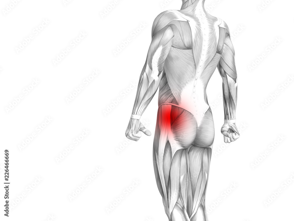 Conceptual hip human anatomy with red hot spot inflammation articular joint pain for leg health care therapy or sport muscle concepts. 3D illustration man arthritis or bone sore osteoporosis disease Conceptual hip human anatomy with red hot spot inflammation articular joint pain for leg health care therapy or sport muscle concepts. 3D illustration man arthritis or bone sore osteoporosis disease