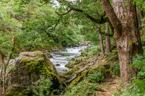 stream in the forest, Bedgelert, Snowdonia