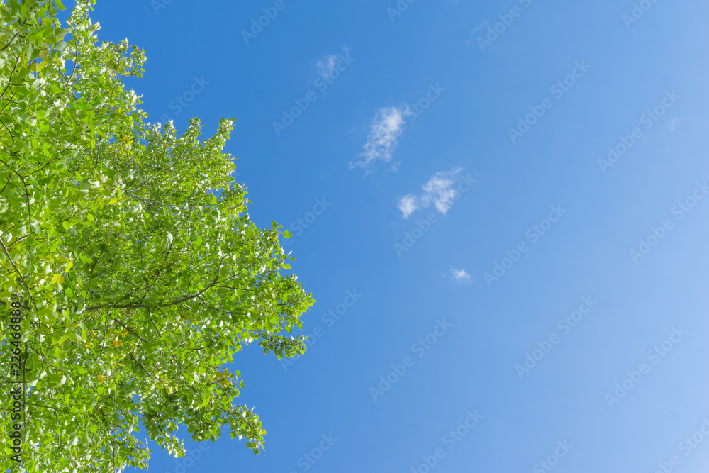Fototapeta premium Green crown trees view from below into the sky. Green crown of trees against the sky. View of the sky through the trees from below