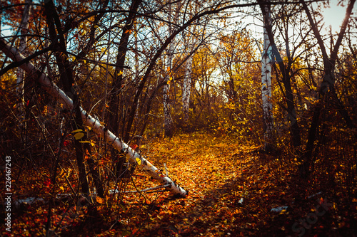 Orange yellow tree leaf forest autumn beauty nature