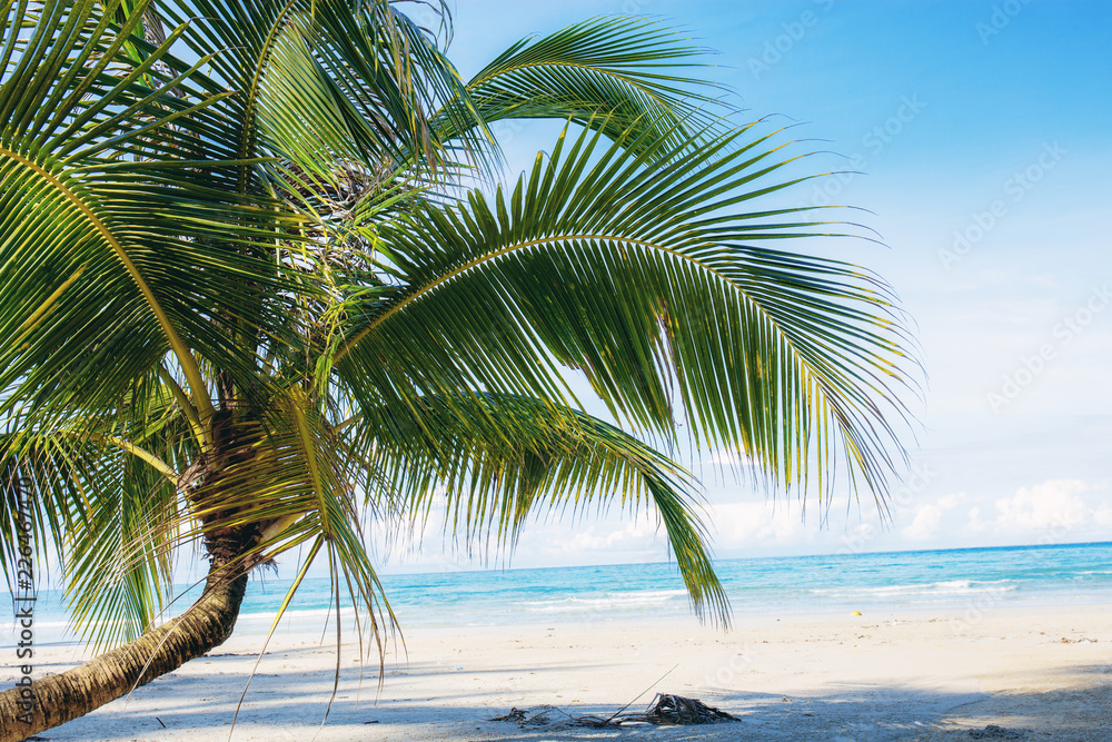 Young coconut tree on beach.