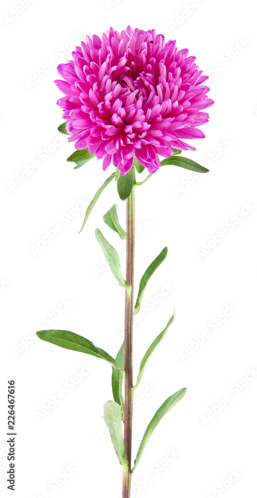 aster flowers isolated on white background aster flowers isolated on white background